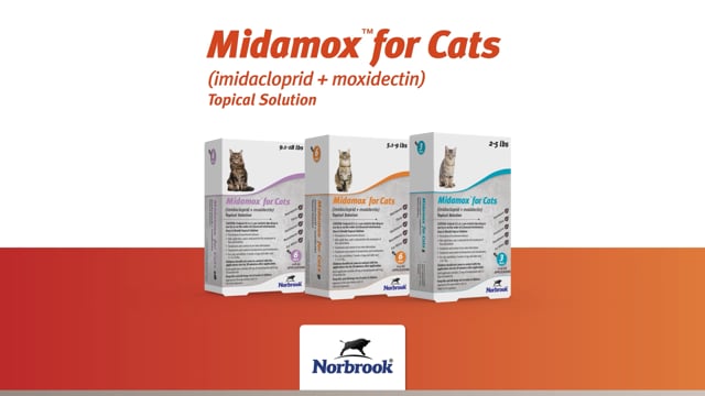 Midamox Application Video For Cats Video Thumbnail (1)