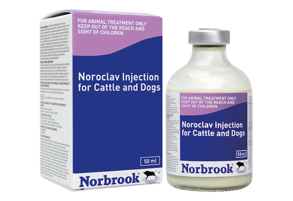 Noroclav Injection