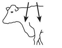 How to administer Noromectin Injection to cattle