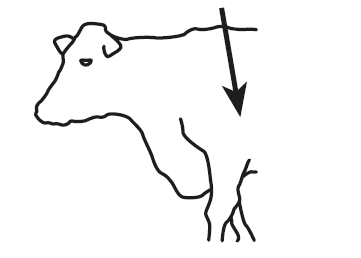 Location for Noromectin Injection