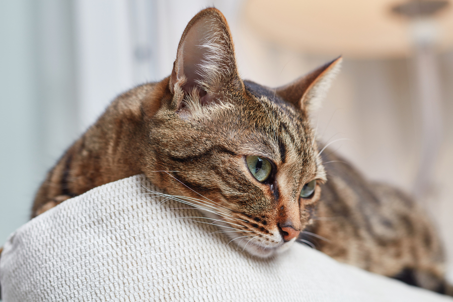 Cat lying on couch