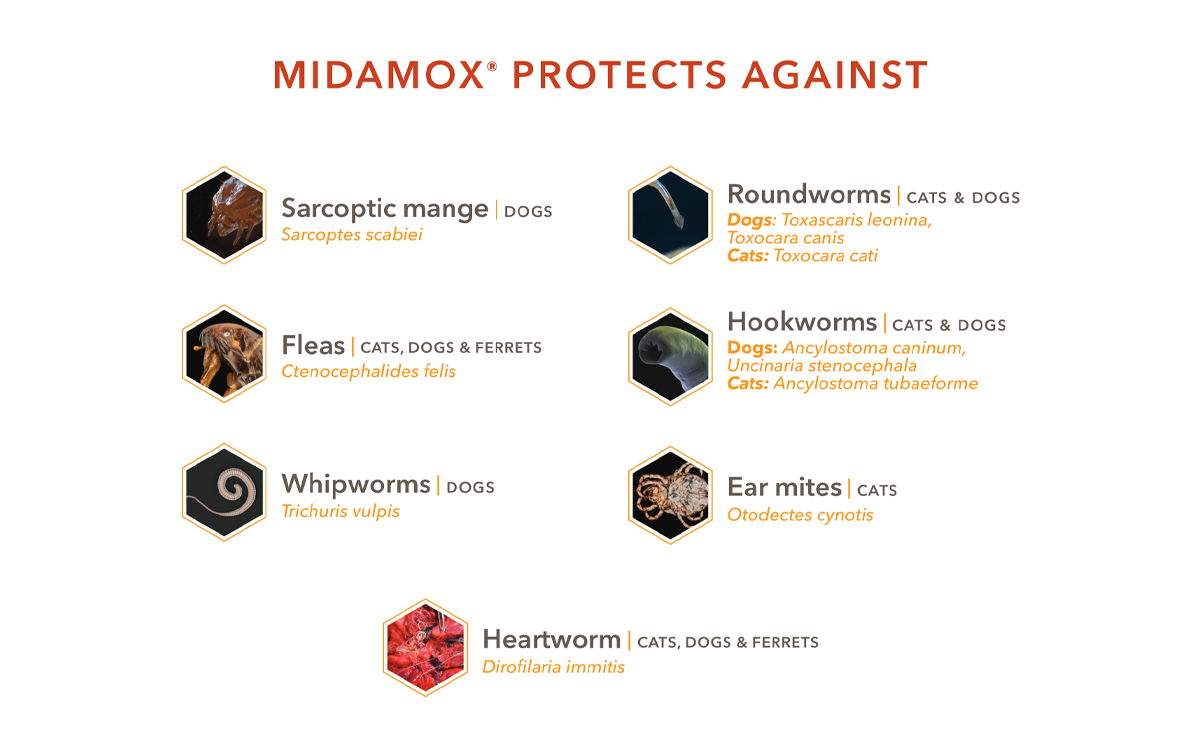 Midamox® (imidacloprid + moxidectin) for Dogs and Cats