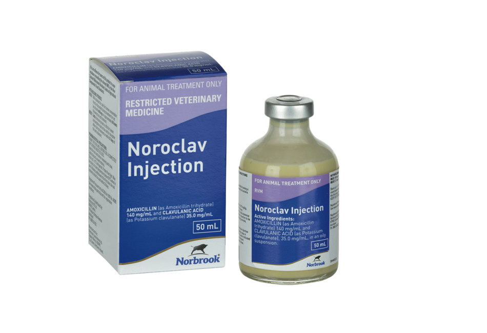 Noroclav Injection