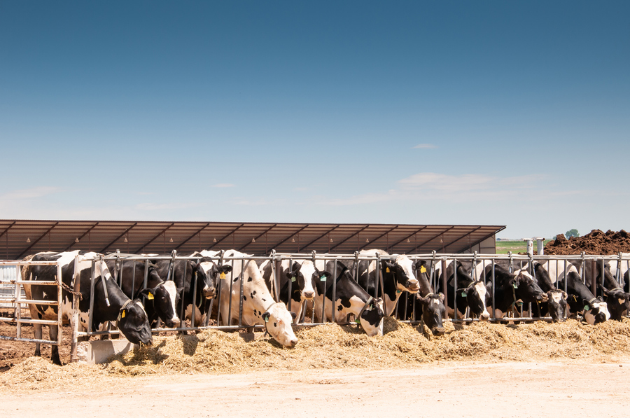 Lots of dairy cattle outside eating hay