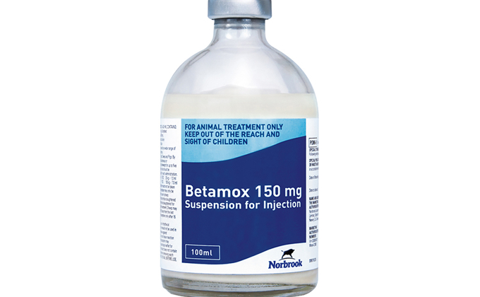 Betamox injection