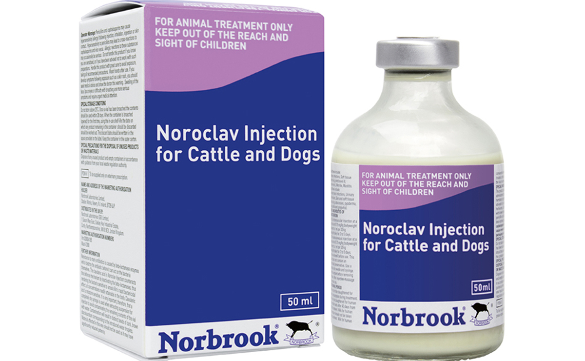 Noroclav Injection