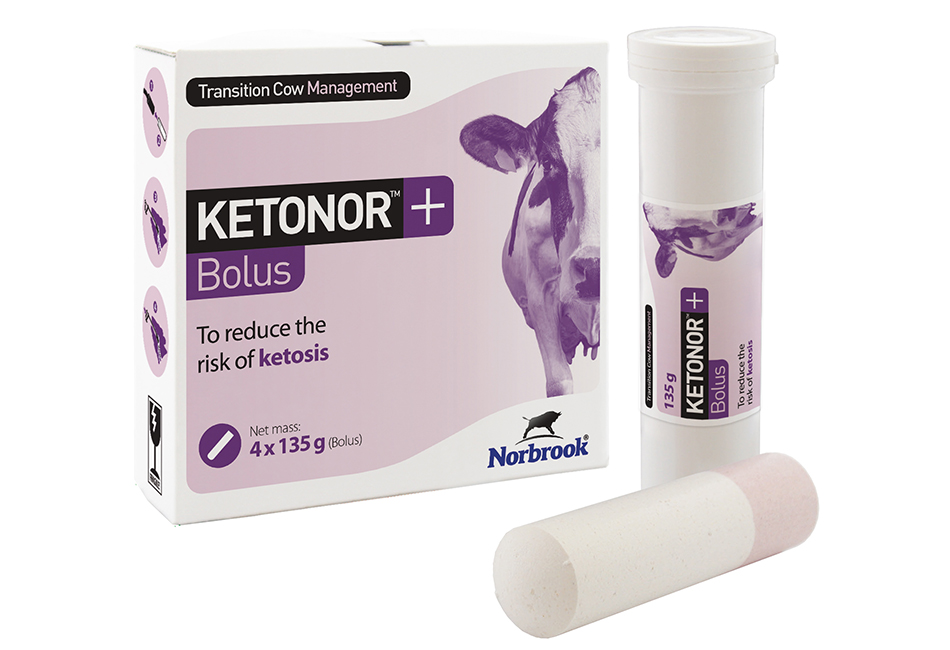 Ketonor Bolus