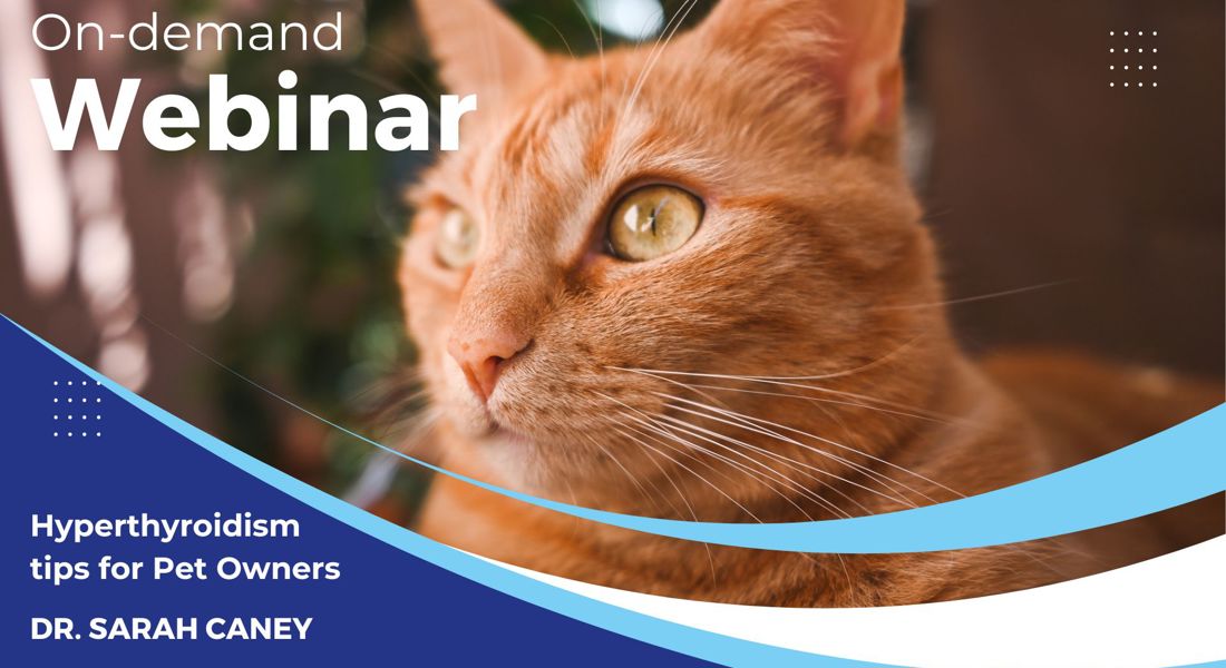 Hyperthyroidism Webinar Thumbnail