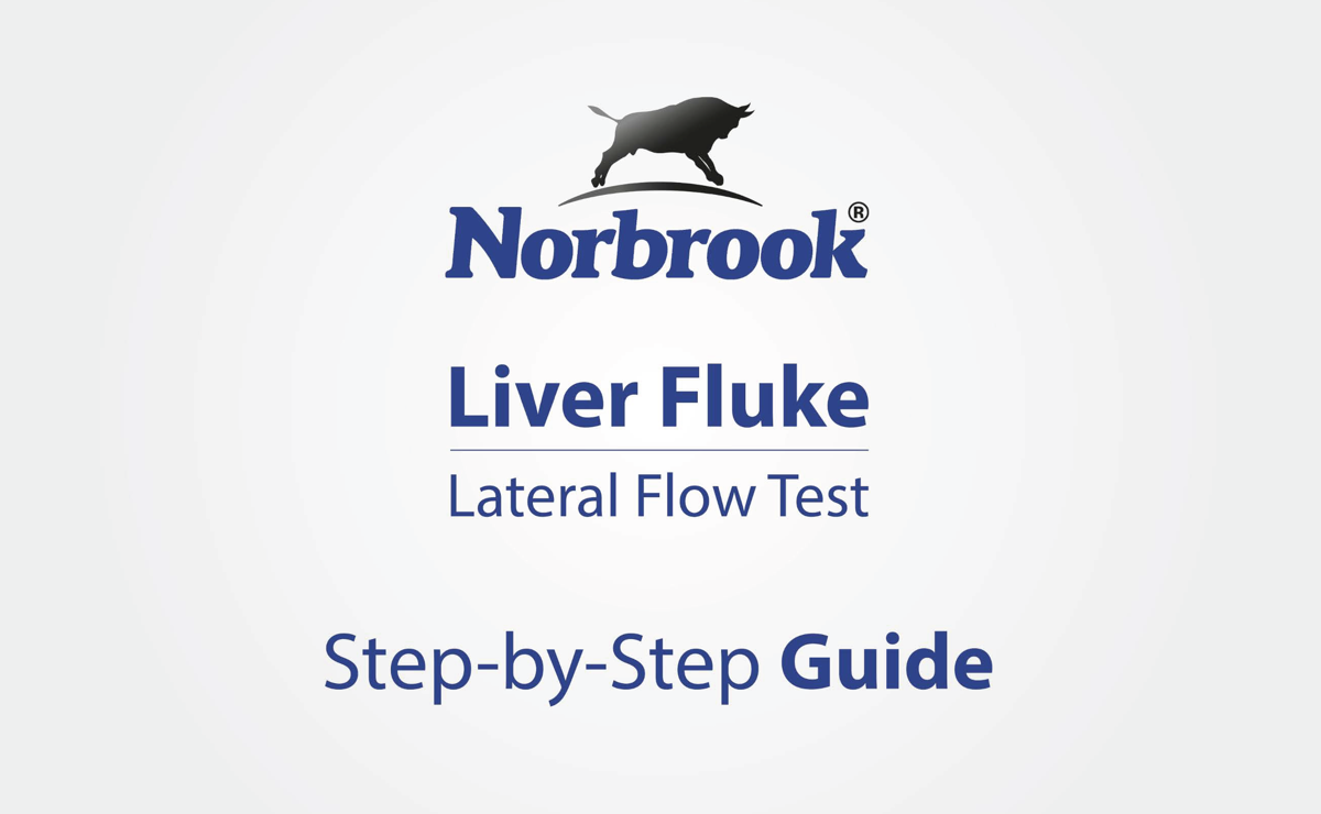 Liver Fluke Rapid Antibody Test