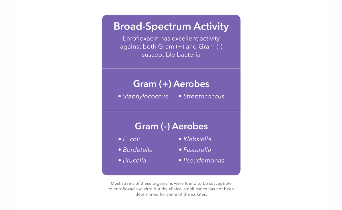 Enroflox® (enrofloxacin) Chewable Tablets