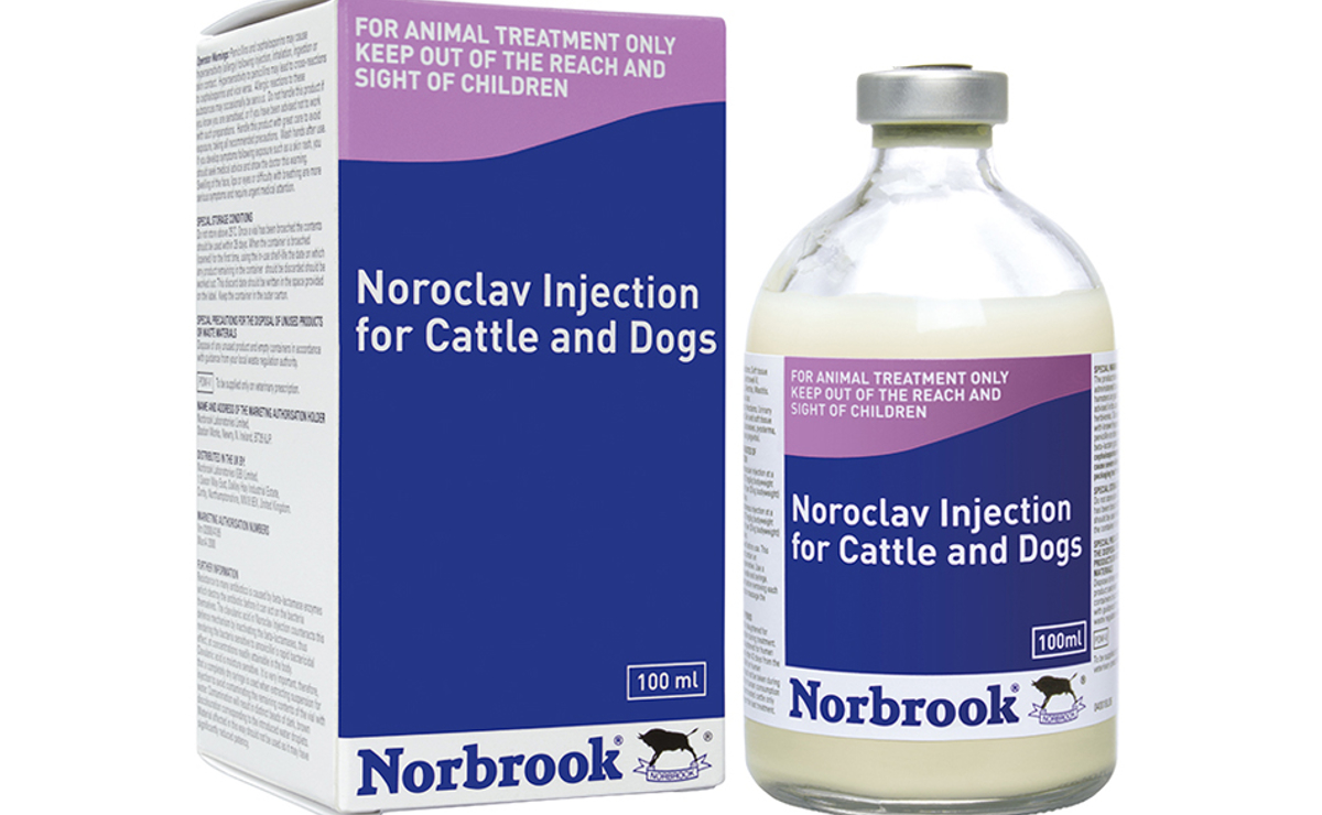 Noroclav Injection