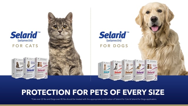 Selarid Application Video Thumbnail