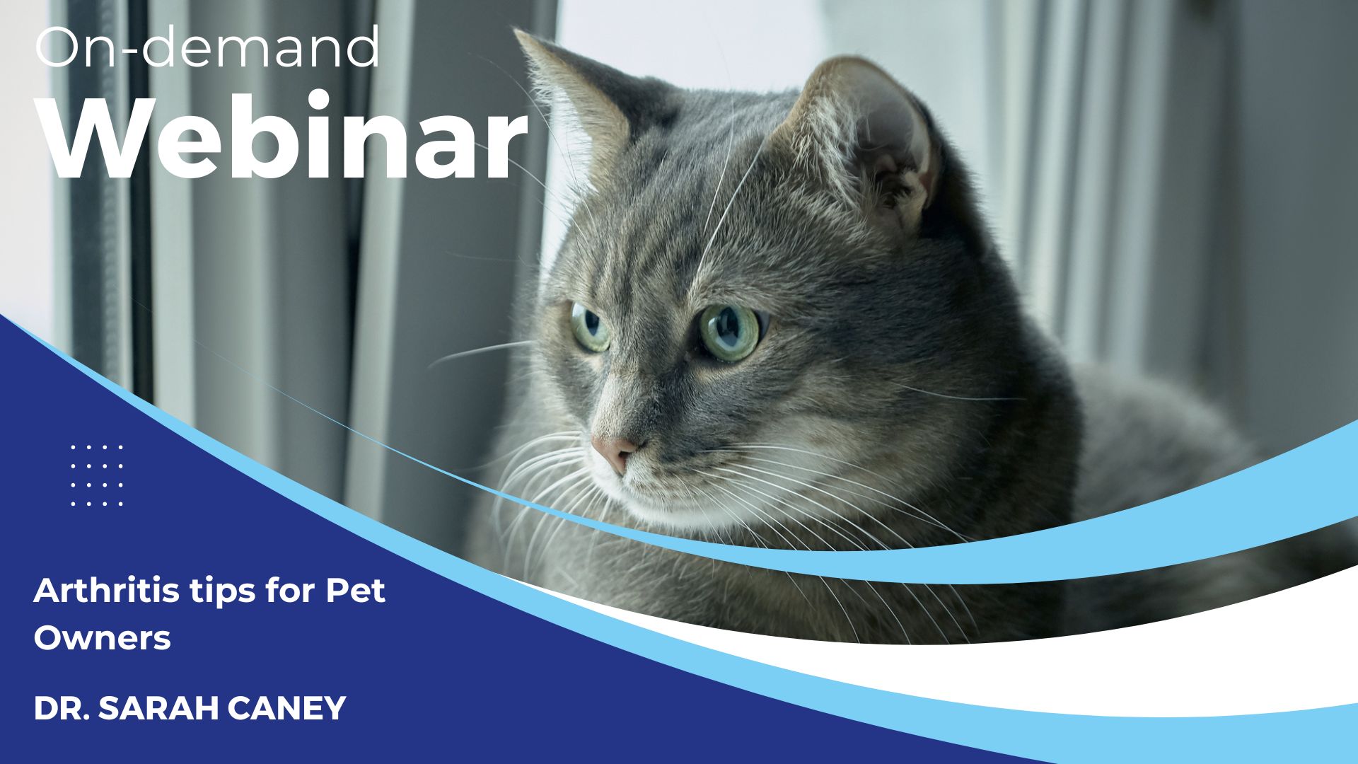 Feline Arthritis Webinar Thumbnail